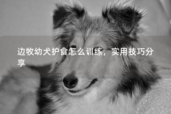 边牧幼犬护食怎么训练，实用技巧分享