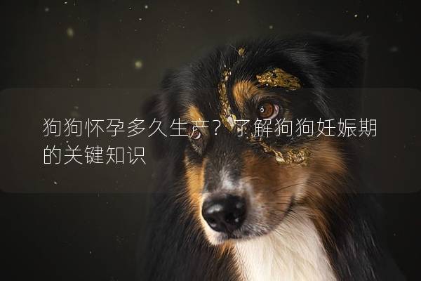 狗狗怀孕多久生产？了解狗狗妊娠期的关键知识