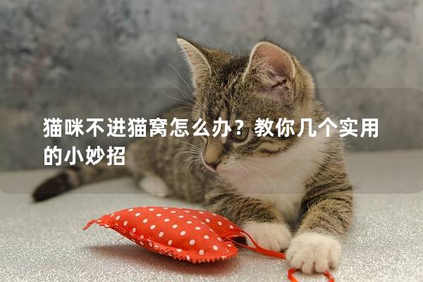 猫咪不进猫窝怎么办？教你几个实用的小妙招