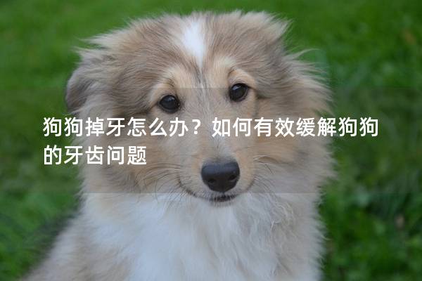 狗狗掉牙怎么办？如何有效缓解狗狗的牙齿问题