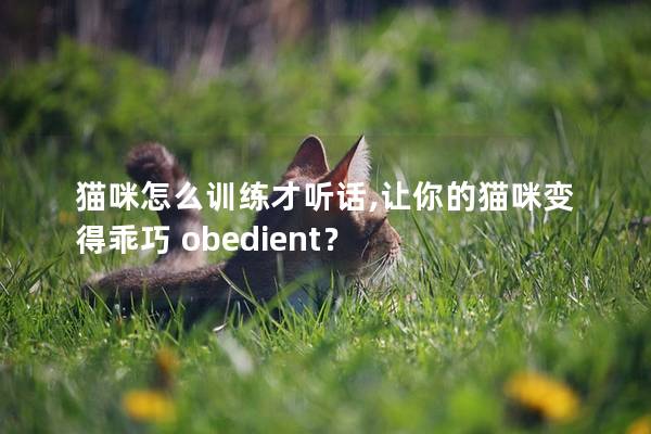 猫咪怎么训练才听话,让你的猫咪变得乖巧 obedient？