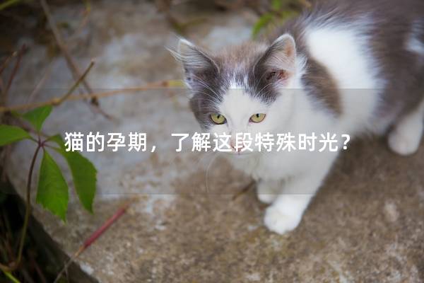 猫的孕期，了解这段特殊时光？