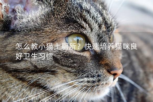 怎么教小猫上厕所？快速培养猫咪良好卫生习惯