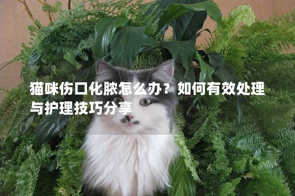 猫咪伤口化脓怎么办？如何有效处理与护理技巧分享