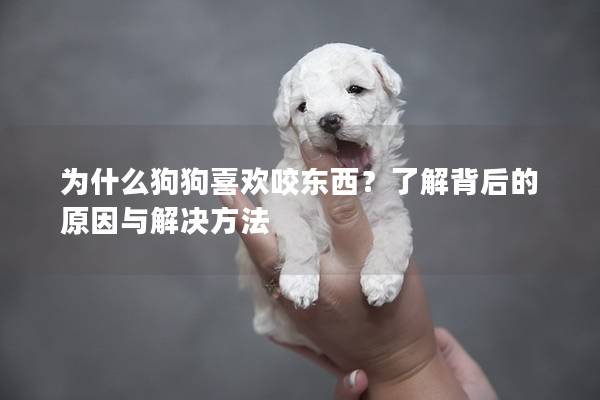 为什么狗狗喜欢咬东西？了解背后的原因与解决方法