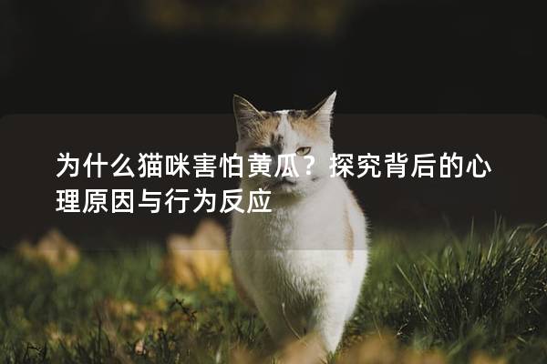 为什么猫咪害怕黄瓜？探究背后的心理原因与行为反应