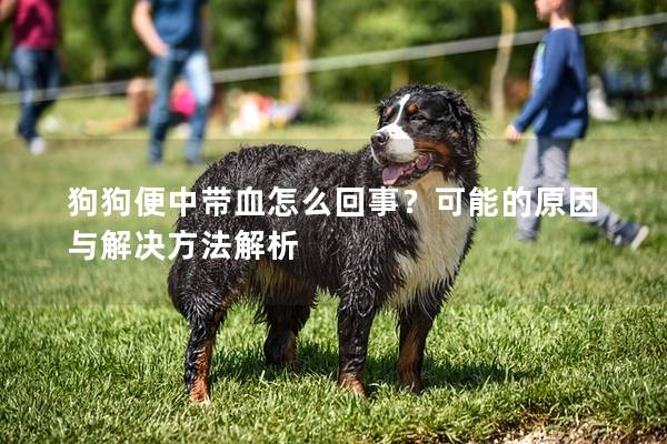 狗狗便中带血怎么回事？可能的原因与解决方法解析