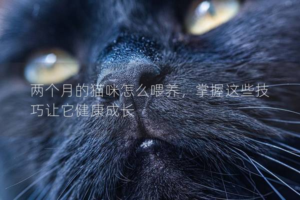 两个月的猫咪怎么喂养，掌握这些技巧让它健康成长