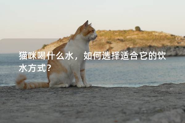 猫咪喝什么水，如何选择适合它的饮水方式？