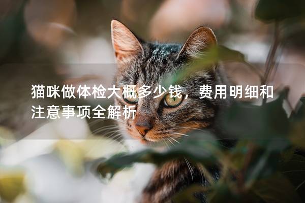 猫咪做体检大概多少钱，费用明细和注意事项全解析