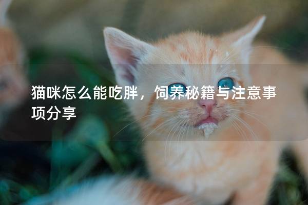 猫咪怎么能吃胖，饲养秘籍与注意事项分享