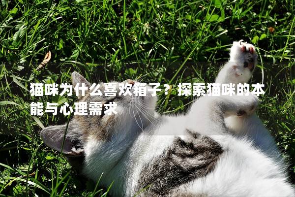 猫咪为什么喜欢箱子？探索猫咪的本能与心理需求