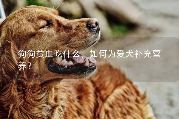 狗狗贫血吃什么，如何为爱犬补充营养？