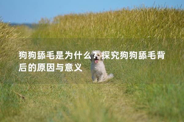 狗狗舔毛是为什么？探究狗狗舔毛背后的原因与意义