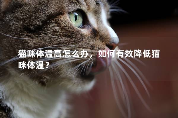 猫咪体温高怎么办，如何有效降低猫咪体温？