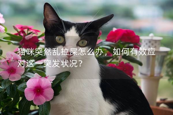 猫咪突然乱拉屎怎么办，如何有效应对这一突发状况？