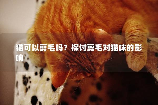 猫可以剪毛吗？探讨剪毛对猫咪的影响