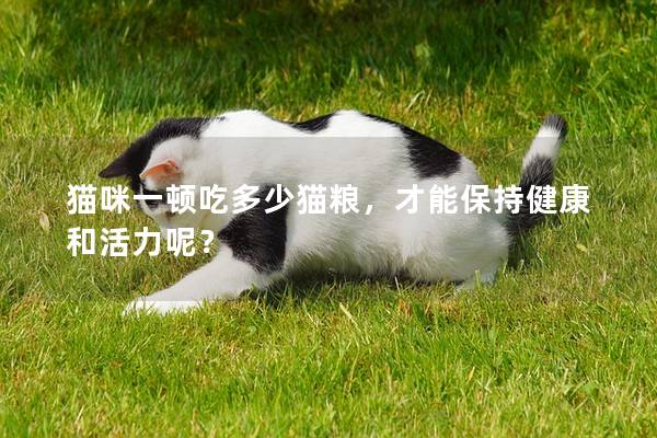 猫咪一顿吃多少猫粮，才能保持健康和活力呢？