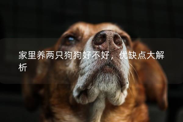 家里养两只狗狗好不好，优缺点大解析