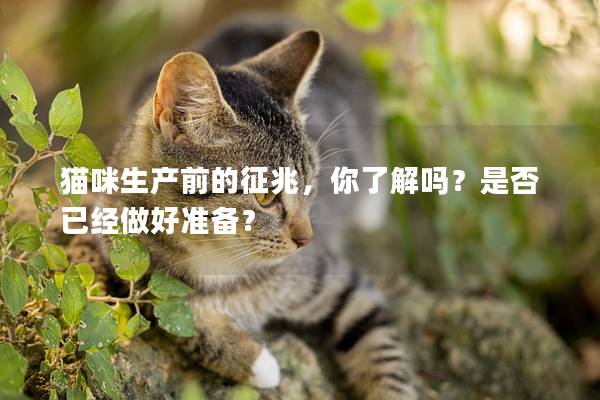 猫咪生产前的征兆，你了解吗？是否已经做好准备？