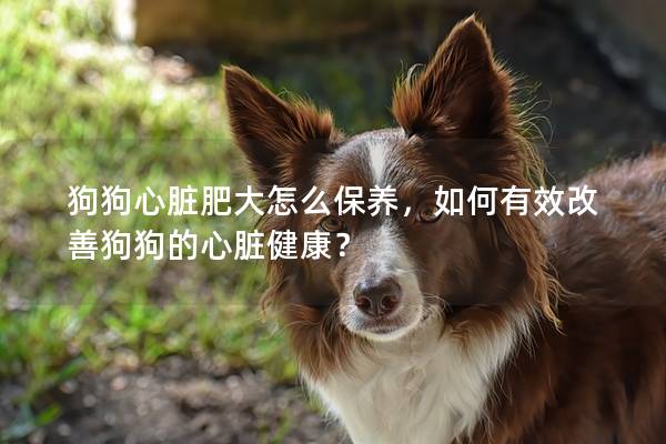 狗狗心脏肥大怎么保养，如何有效改善狗狗的心脏健康？