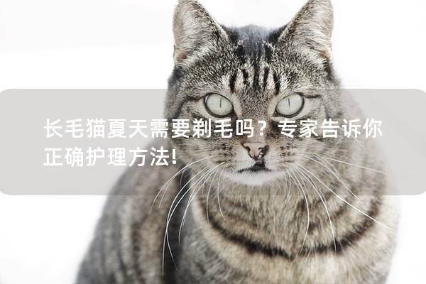 长毛猫夏天需要剃毛吗？专家告诉你正确护理方法!