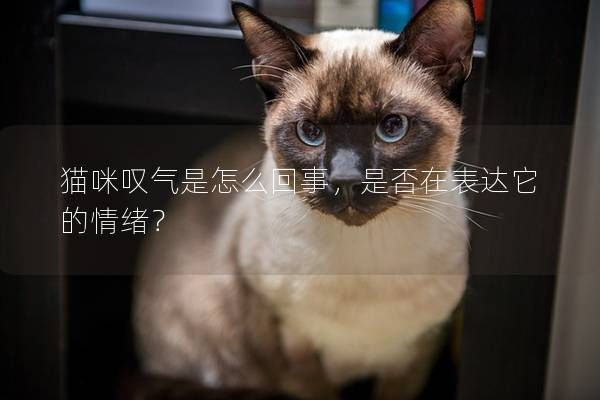 猫咪叹气是怎么回事，是否在表达它的情绪？