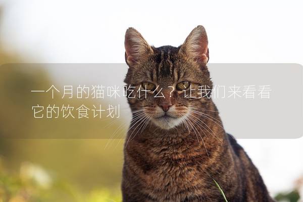 一个月的猫咪吃什么？让我们来看看它的饮食计划