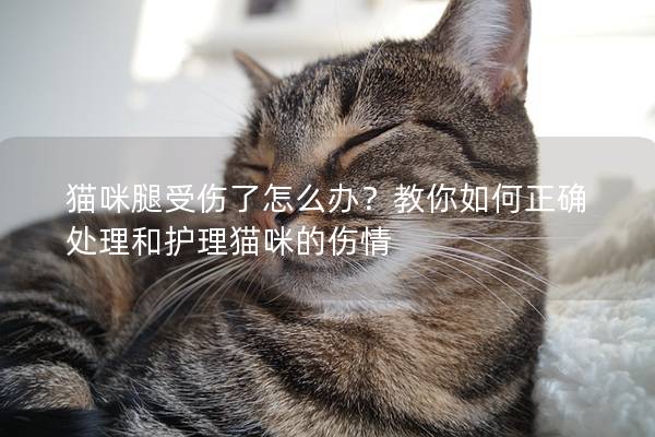 猫咪腿受伤了怎么办？教你如何正确处理和护理猫咪的伤情