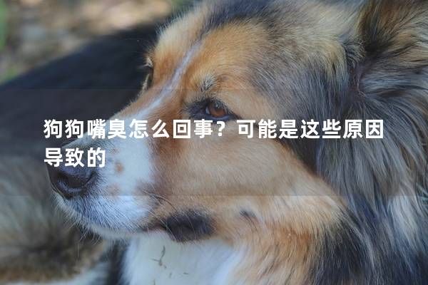 狗狗嘴臭怎么回事？可能是这些原因导致的