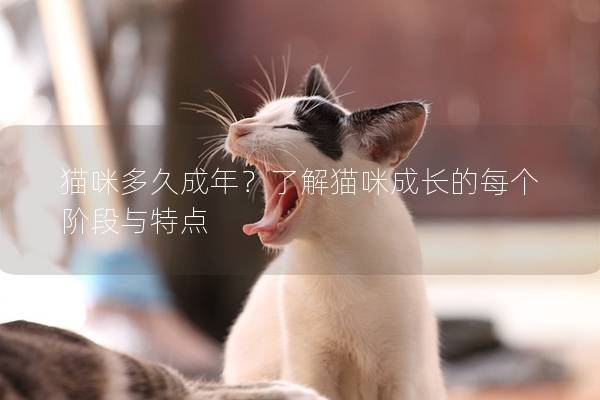 猫咪多久成年？了解猫咪成长的每个阶段与特点