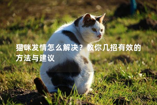 猫咪发情怎么解决？教你几招有效的方法与建议