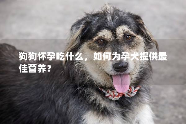 狗狗怀孕吃什么，如何为孕犬提供最佳营养？