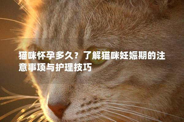 猫咪怀孕多久？了解猫咪妊娠期的注意事项与护理技巧