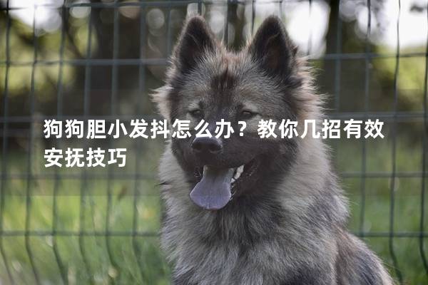 狗狗胆小发抖怎么办？教你几招有效安抚技巧