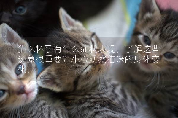 猫咪怀孕有什么症状表现，了解这些迹象很重要？小心观察猫咪的身体变化!