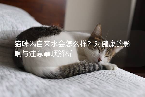 猫咪喝自来水会怎么样？对健康的影响与注意事项解析