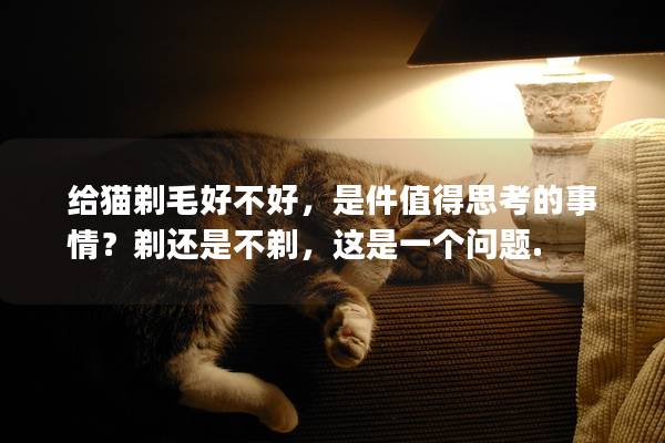 给猫剃毛好不好，是件值得思考的事情？剃还是不剃，这是一个问题.