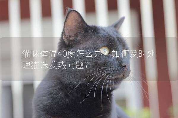 猫咪体温40度怎么办？如何及时处理猫咪发热问题？