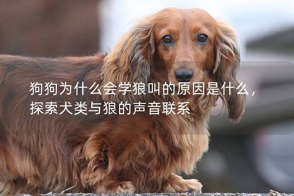 狗狗为什么会学狼叫的原因是什么，探索犬类与狼的声音联系