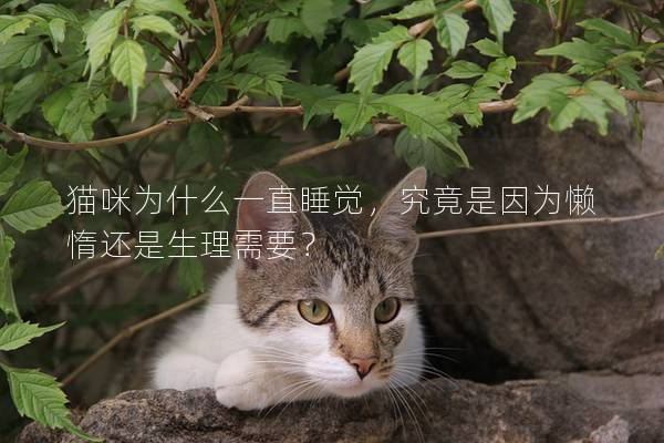 猫咪为什么一直睡觉，究竟是因为懒惰还是生理需要？