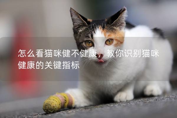 怎么看猫咪健不健康，教你识别猫咪健康的关键指标