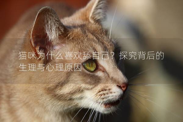 猫咪为什么喜欢舔自己？探究背后的生理与心理原因