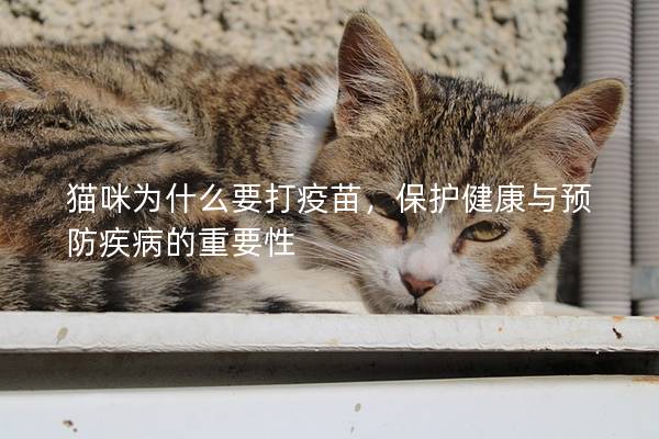 猫咪为什么要打疫苗，保护健康与预防疾病的重要性