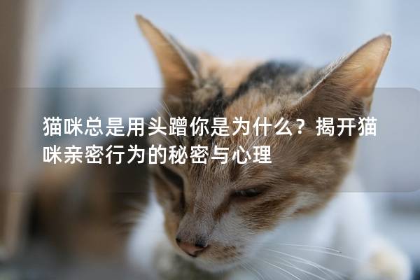 猫咪总是用头蹭你是为什么？揭开猫咪亲密行为的秘密与心理