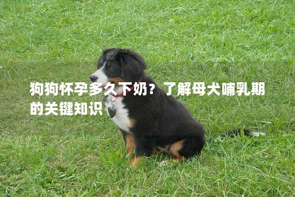 狗狗怀孕多久下奶？了解母犬哺乳期的关键知识