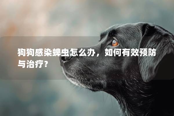 狗狗感染蜱虫怎么办，如何有效预防与治疗？