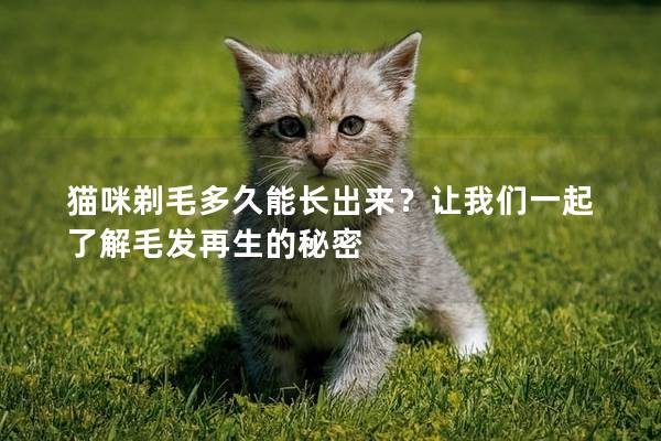 猫咪剃毛多久能长出来？让我们一起了解毛发再生的秘密