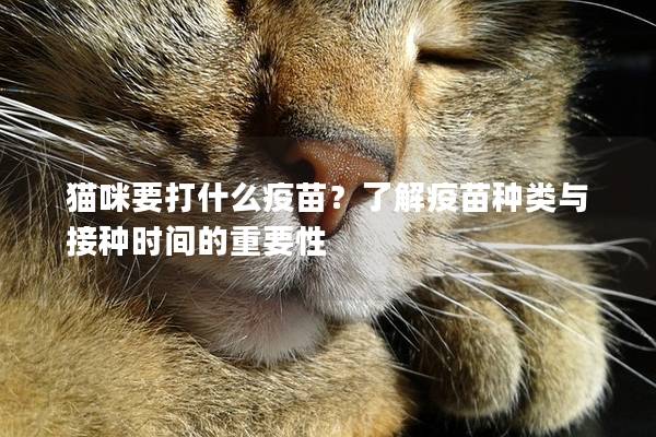 猫咪要打什么疫苗？了解疫苗种类与接种时间的重要性