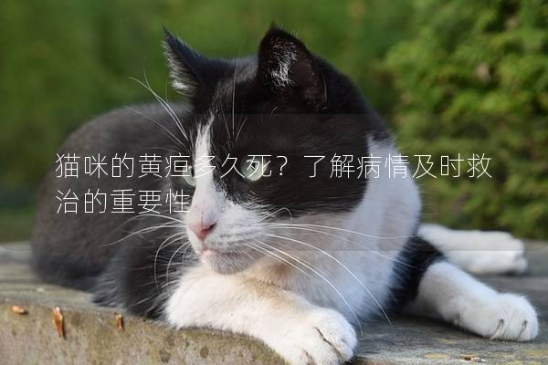 猫咪的黄疸多久死？了解病情及时救治的重要性